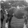 Bishops Close Farm Fred & Herbert Marshall With Horses c. 1925